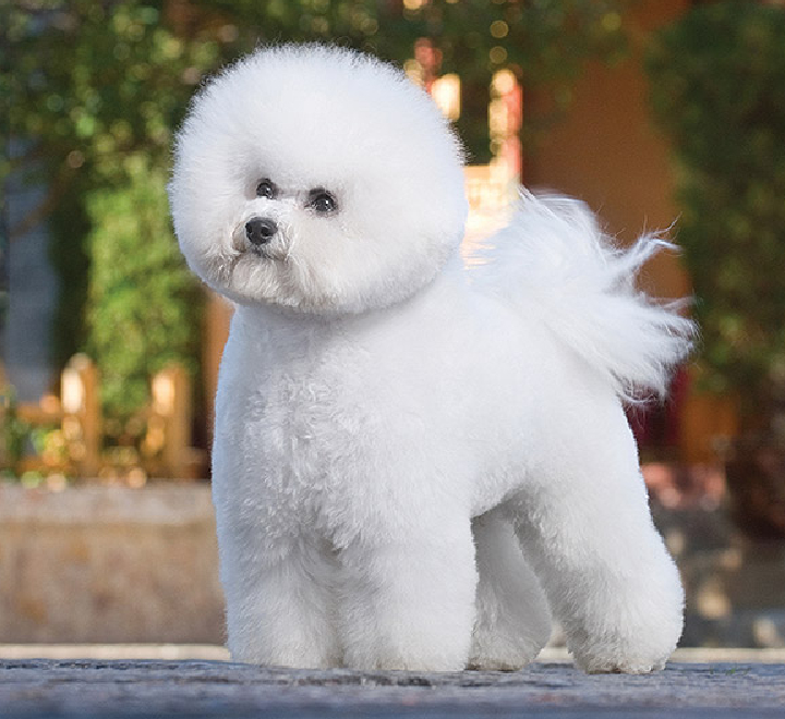 beagle seller mumbai